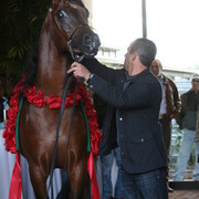 Scottsdale Arabian Horse Farm Tours
