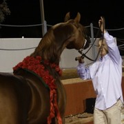 Scottsdale Arabian Horse Farm Tours