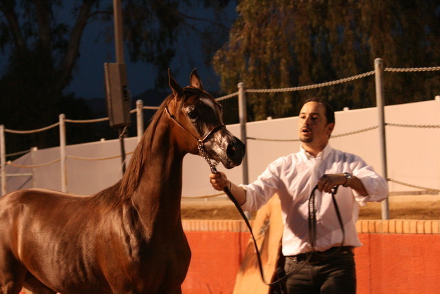 Scottsdale Arabian Horse Farm Tours