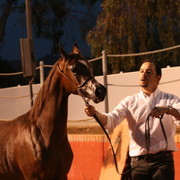 Scottsdale Arabian Horse Farm Tours