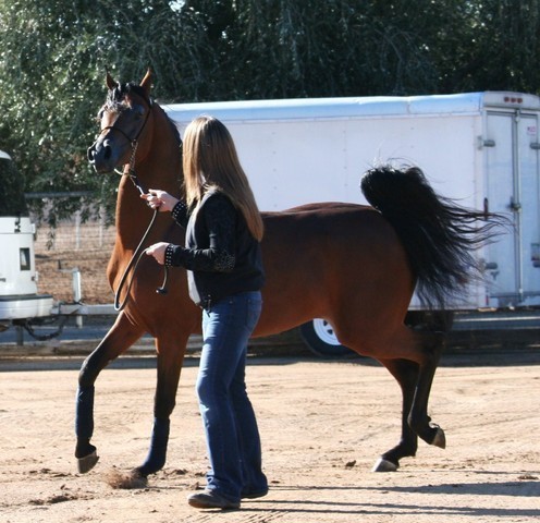 Scottsdale Arabian Horse Farm Tours