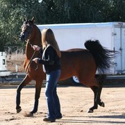 Scottsdale Arabian Horse Farm Tours