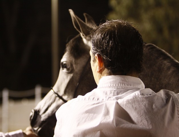 Scottsdale Arabian Horse Farm Tours