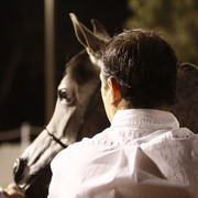 Scottsdale Arabian Horse Farm Tours