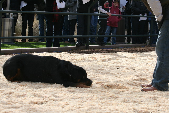 Scottsdale Arabian Horse Farm Tours