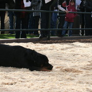 Scottsdale Arabian Horse Farm Tours