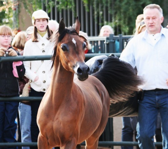 Scottsdale Arabian Horse Farm Tours