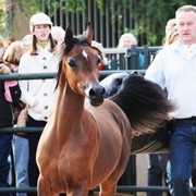 Scottsdale Arabian Horse Farm Tours