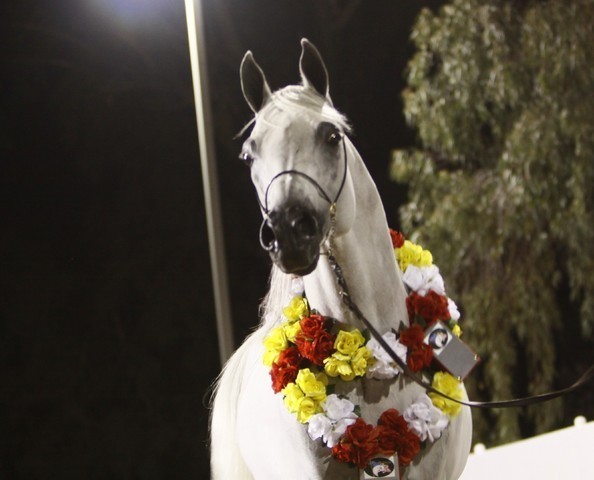 Scottsdale Arabian Horse Farm Tours