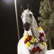 Scottsdale Arabian Horse Farm Tours