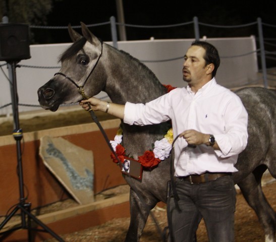 Scottsdale Arabian Horse Farm Tours