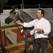 Scottsdale Arabian Horse Farm Tours