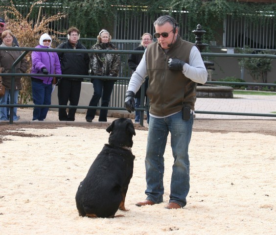 Scottsdale Arabian Horse Farm Tours