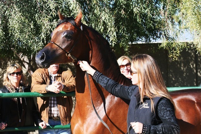 Scottsdale Arabian Horse Farm Tours