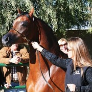 Scottsdale Arabian Horse Farm Tours