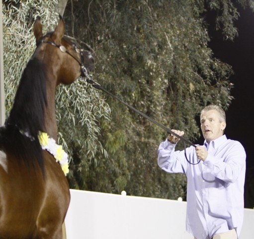 Scottsdale Arabian Horse Farm Tours