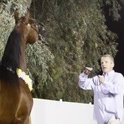 Scottsdale Arabian Horse Farm Tours