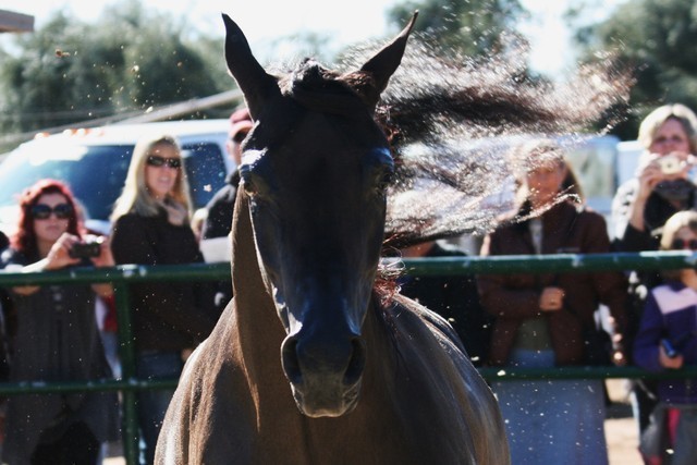Scottsdale Arabian Horse Farm Tours