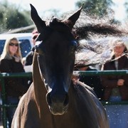 Scottsdale Arabian Horse Farm Tours