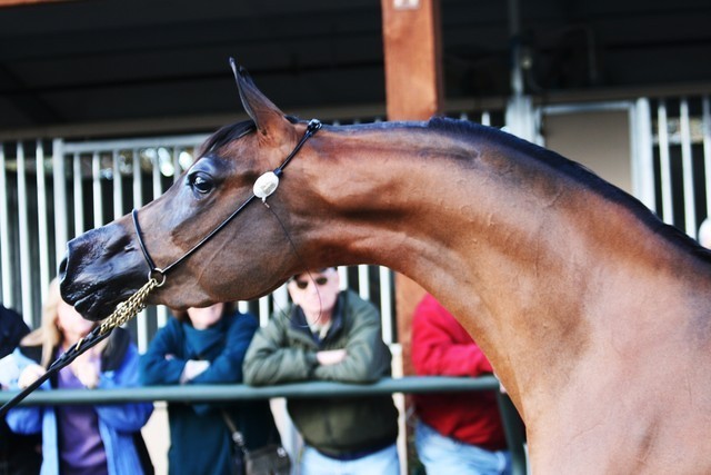 Scottsdale Arabian Horse Farm Tours