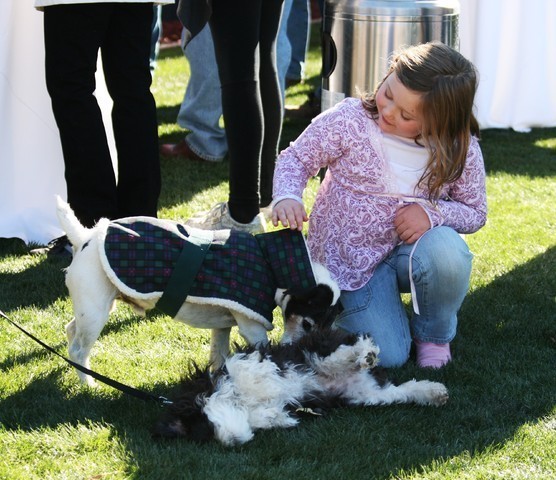 Scottsdale Arabian Horse Farm Tours