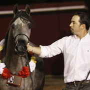 Scottsdale Arabian Horse Farm Tours