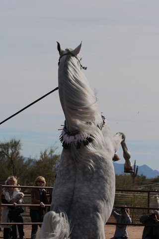 Scottsdale Arabian Horse Farm Tours