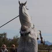 Scottsdale Arabian Horse Farm Tours