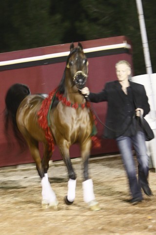 Scottsdale Arabian Horse Farm Tours