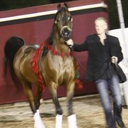 Scottsdale Arabian Horse Farm Tours