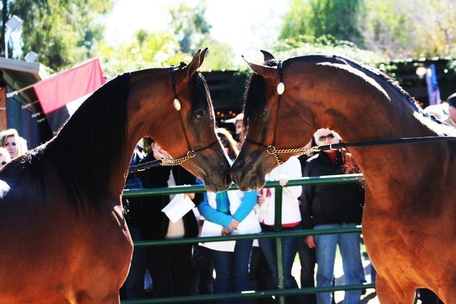 Scottsdale Arabian Horse Farm Tours