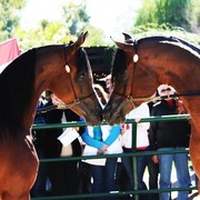 Scottsdale Arabian Horse Farm Tours