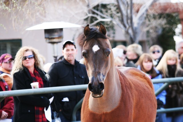 Scottsdale Arabian Horse Farm Tours