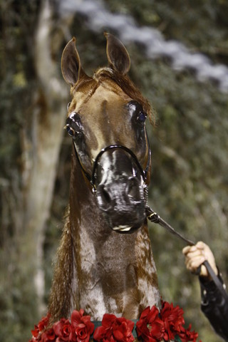 Scottsdale Arabian Horse Farm Tours