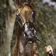 Scottsdale Arabian Horse Farm Tours