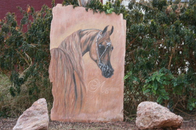 Scottsdale Arabian Horse Farm Tours