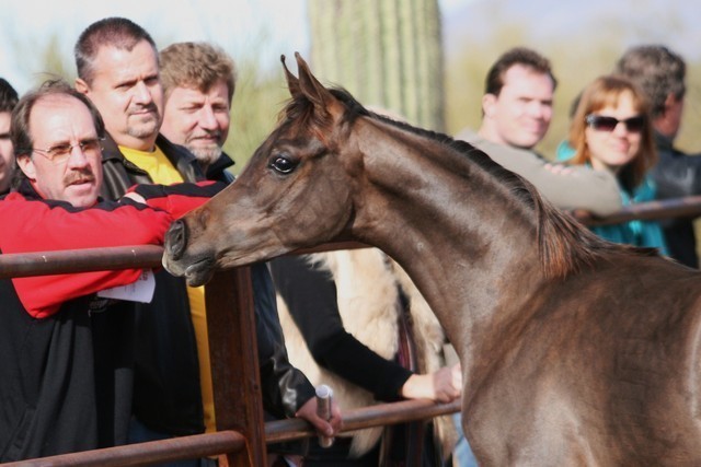 Scottsdale Arabian Horse Farm Tours