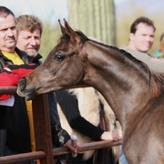 Scottsdale Arabian Horse Farm Tours