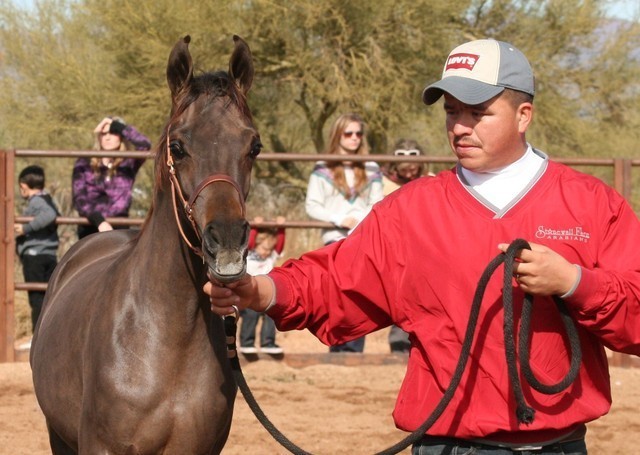 Scottsdale Arabian Horse Farm Tours