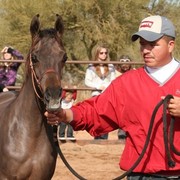 Scottsdale Arabian Horse Farm Tours