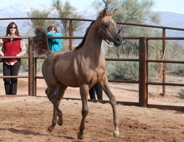 Scottsdale Arabian Horse Farm Tours