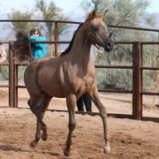 Scottsdale Arabian Horse Farm Tours