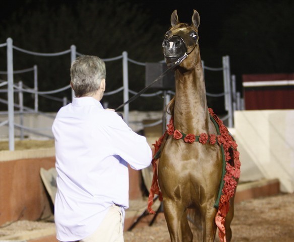 Scottsdale Arabian Horse Farm Tours