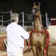 Scottsdale Arabian Horse Farm Tours