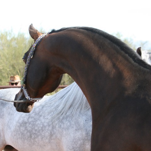Scottsdale Arabian Horse Farm Tours