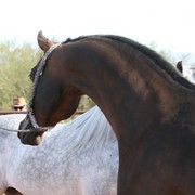 Scottsdale Arabian Horse Farm Tours