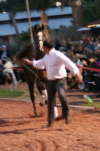 Scottsdale Arabian Horse Farm Tours