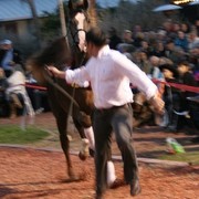 Scottsdale Arabian Horse Farm Tours