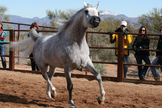 Scottsdale Arabian Horse Farm Tours