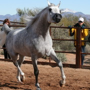 Scottsdale Arabian Horse Farm Tours